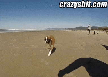 Boxer Dog With No Legs Runs