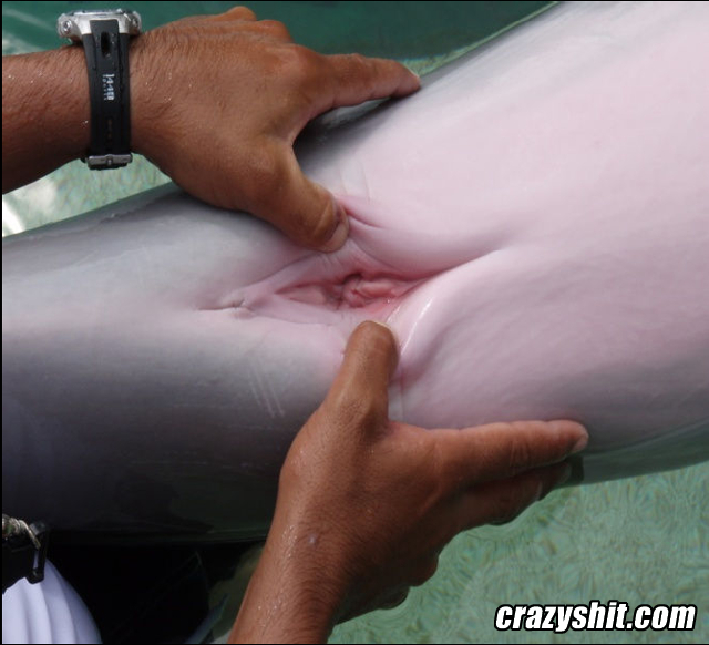 CrazyShit.com | Where Dolphin Babies Come From - Crazy Shit