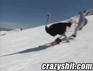 Skiing Ostrich