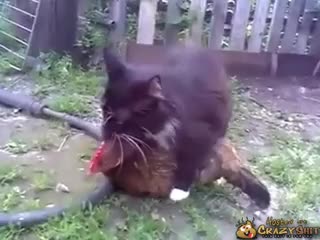 CrazyShit.com | Cat & Chicken Sex Date - Crazy Shit