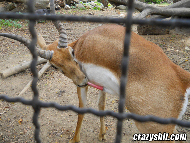 Impala Impales His Own Mouth