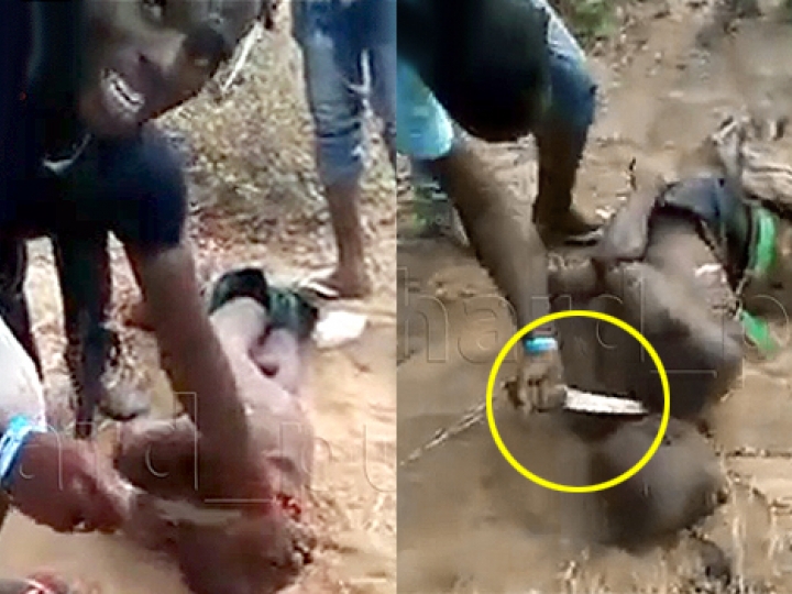 CrazyShit.com | PENIS HARVESTERS? #JUSTAFRICATHINGS - Crazy Shit