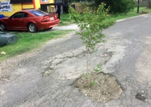 Texas residents plant trees in potholes.