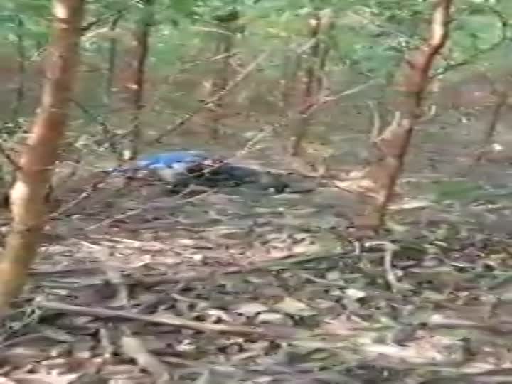 CrazyShit.com | What you can find in Brazilian forest