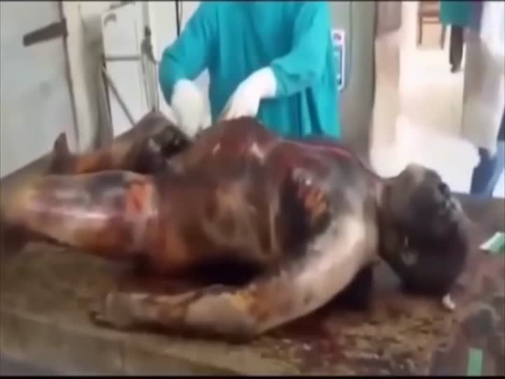 CrazyShit.com | Autopsy of a bloated corpse - Crazy Shit
