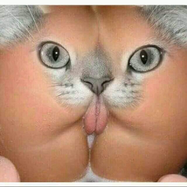 Pussy Cat