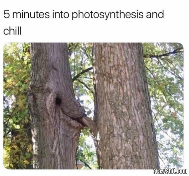 Sucking tree