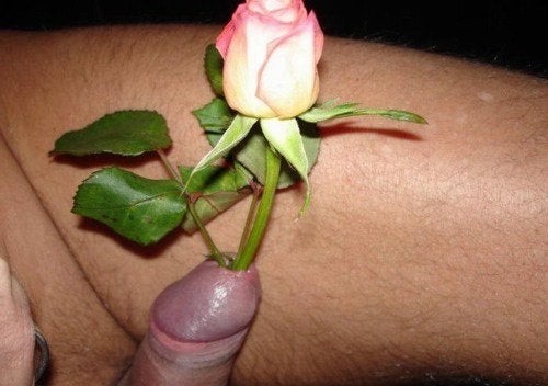 A Rose&hellip;..