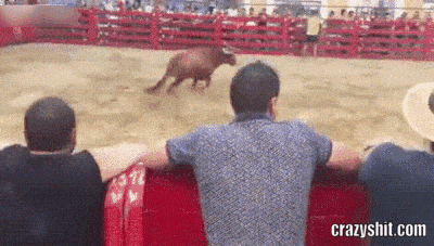 the jumping bull