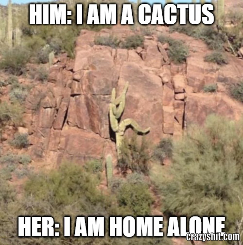 i am a cactus