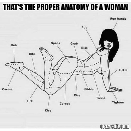 anatomy of a woman
