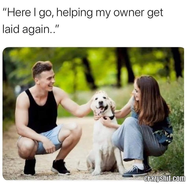 Helpful Dog