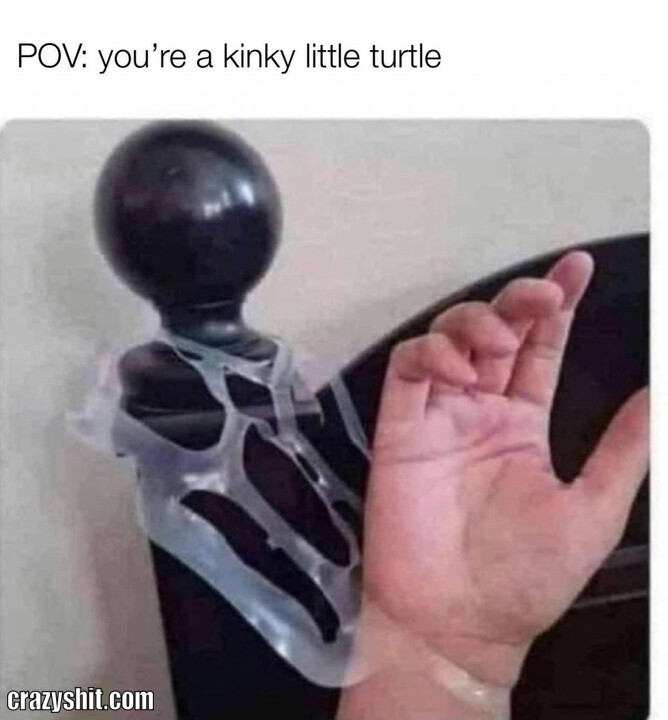 Kinky Little Turtle