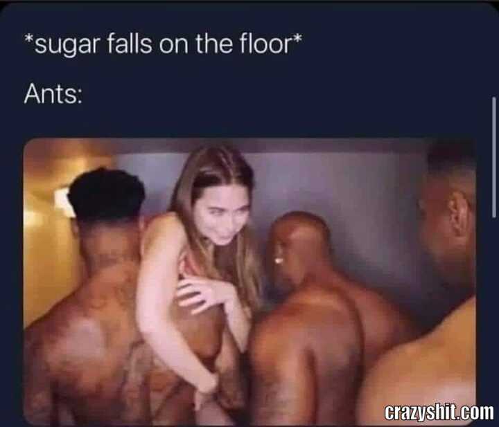 Ants Vs Sugar
