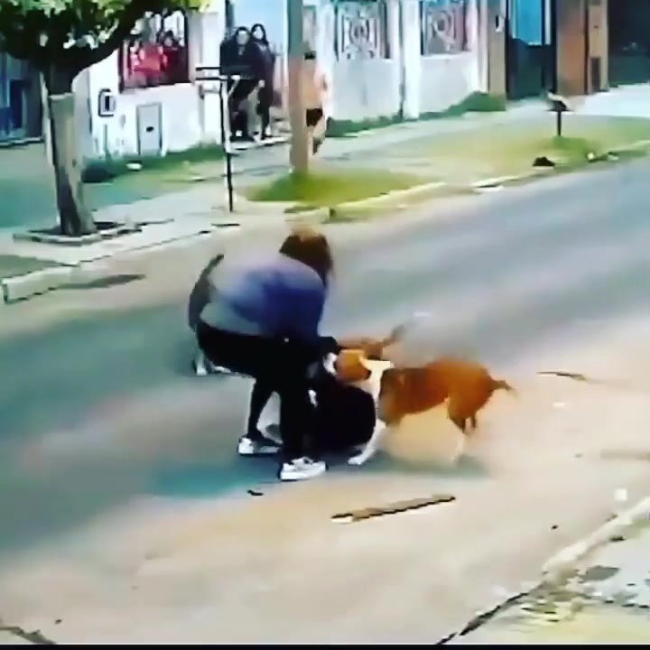 CrazyShit.com | Woman Pedestrian Attacked by Dogs - Crazy Shit