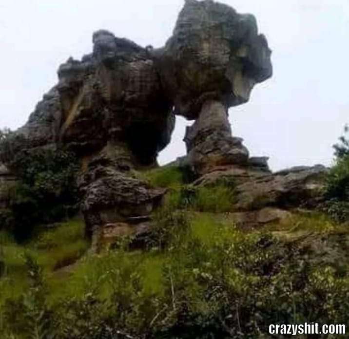 rock sucking a cock