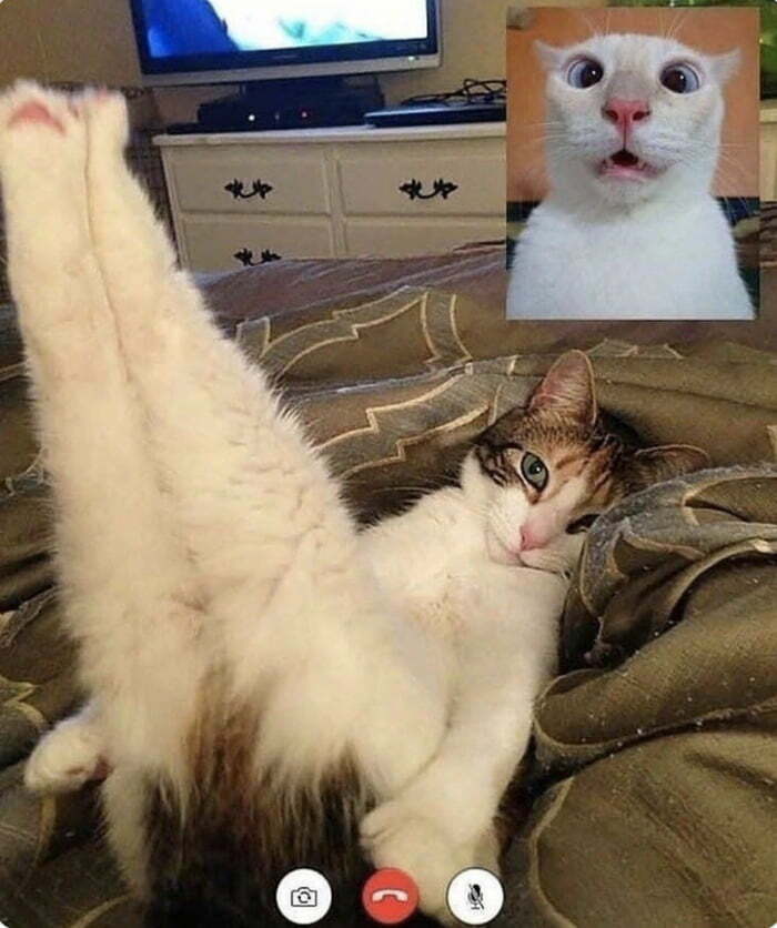 Pussy