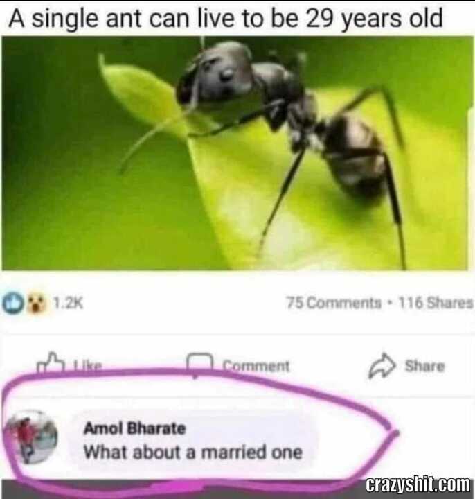 Married Vs Single