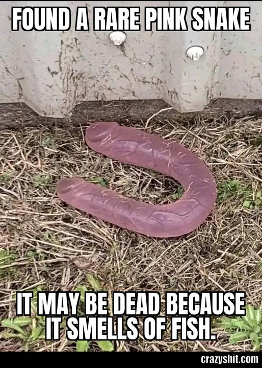 Poor Little Snake