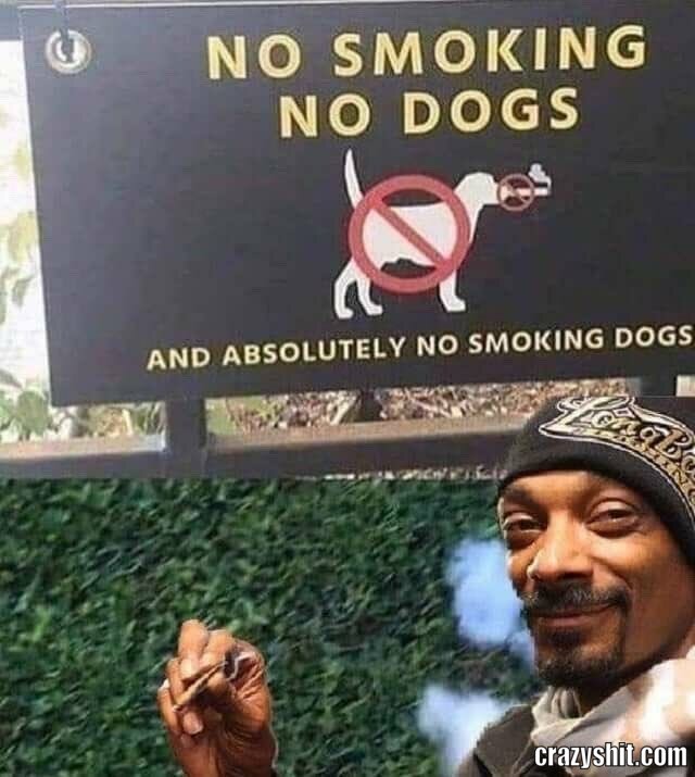 no smoking dogs