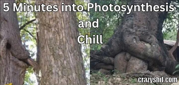 Photosynthesis and chill