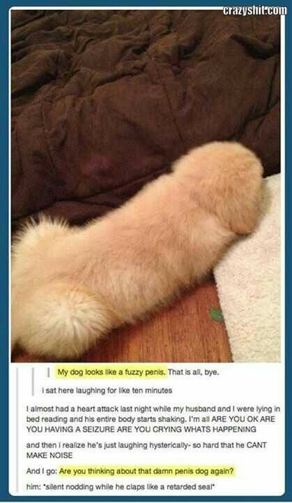 Dog Looks Like A Fuzzy Penis