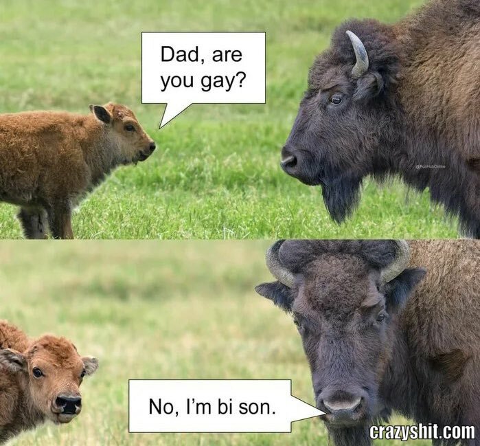 are you a bizon