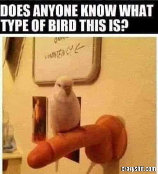 Weird Type Of Bird