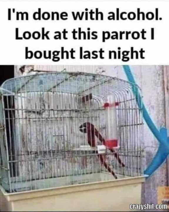 Looks Like A Parrot