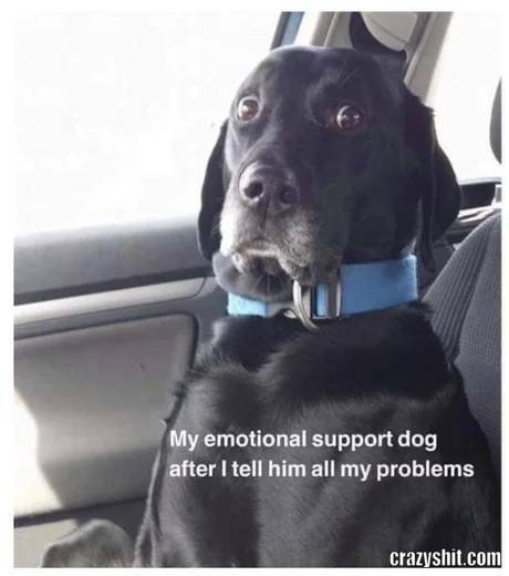 support dog