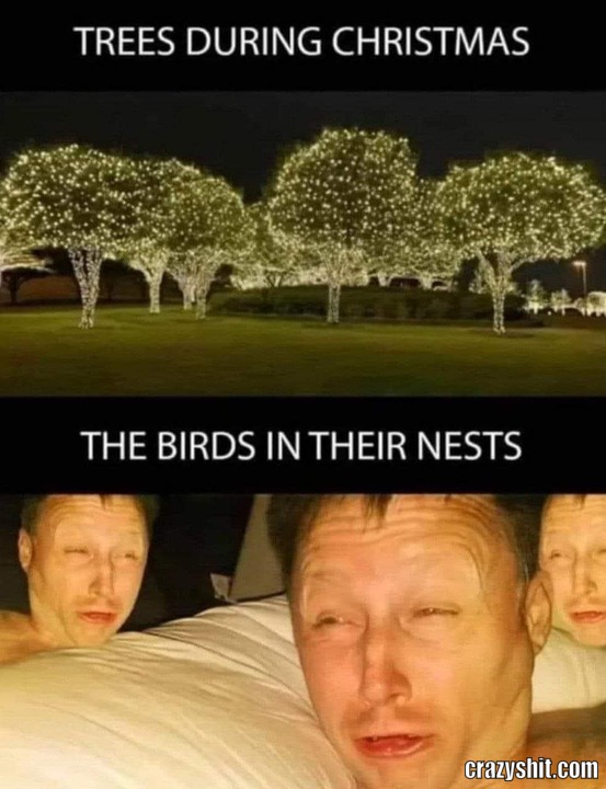 Poor Little Birds