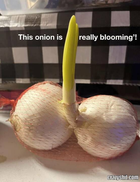 What An Onion