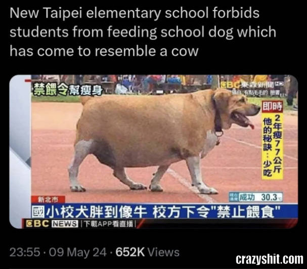 Became A Cow