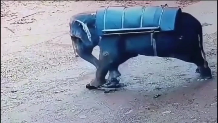 CrazyShit.com | Pajeet Stomped to Death by Elephant - Crazy Shit