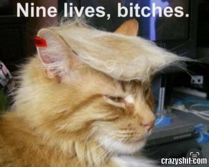 Nine Lives bitches