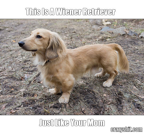 this i s wiener retriever