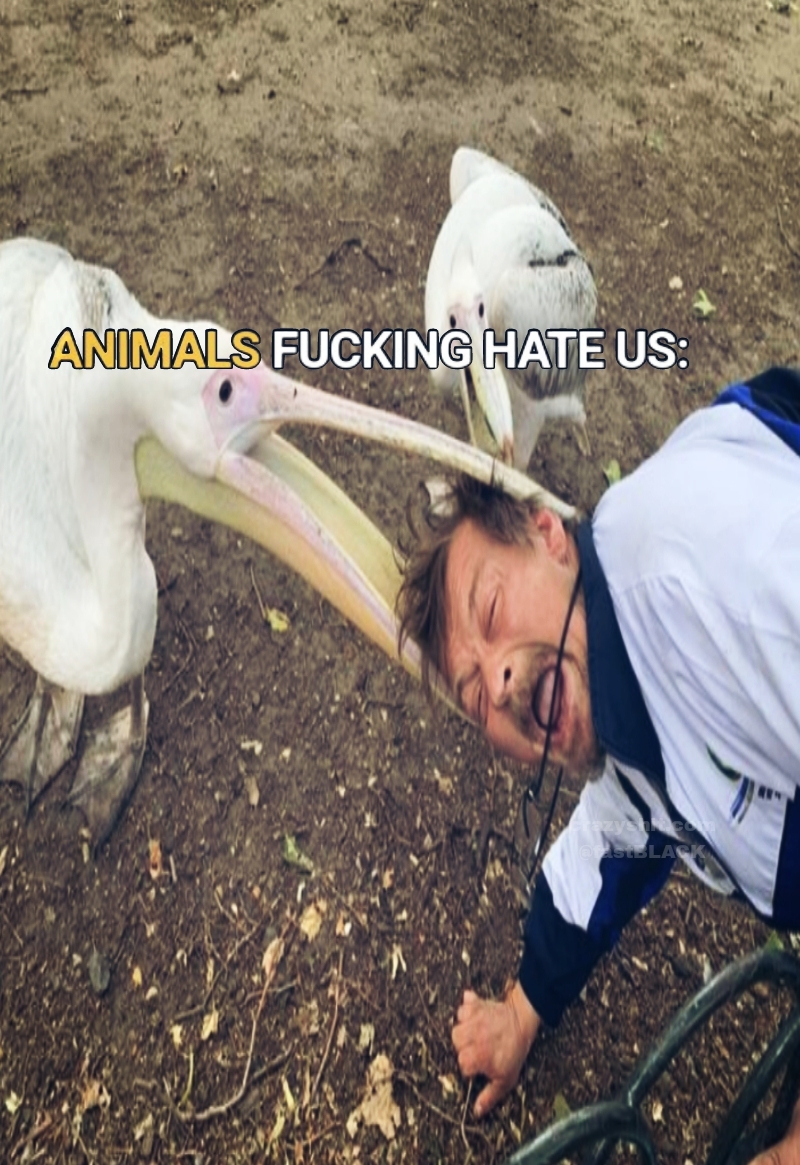 ANIMALS F*CKING HATE US: