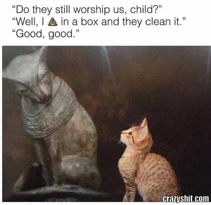 Turd