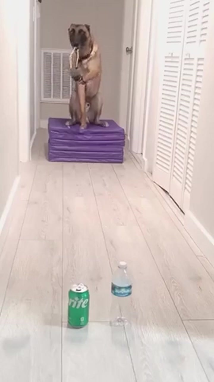 CrazyShit.com | coolest dog ever - Crazy Shit