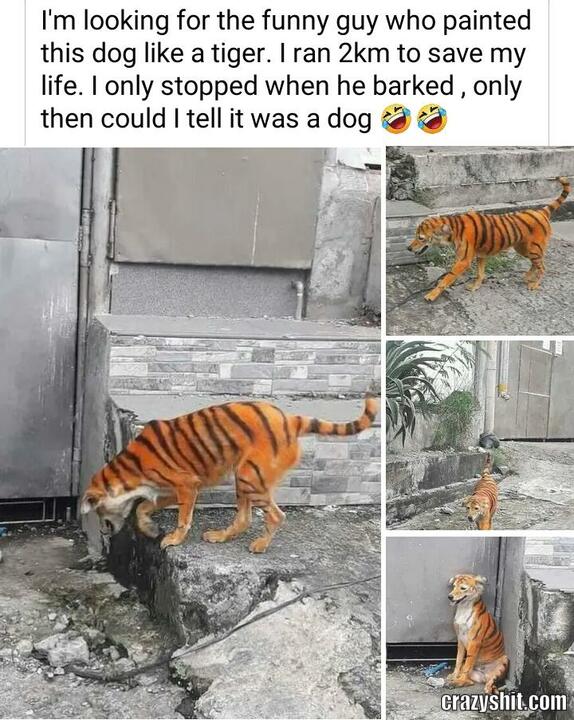 Shitted in my pants