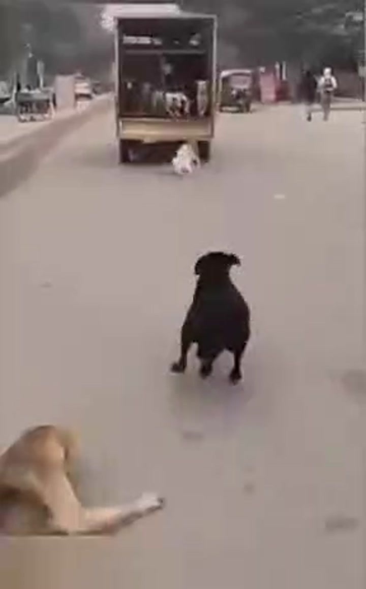 CrazyShit.com | Dog rescue hero - Crazy Shit