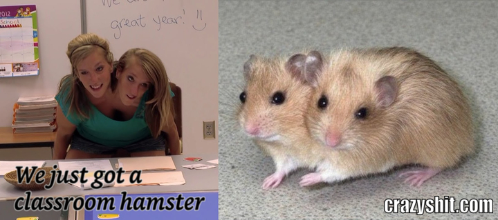 A new class pet