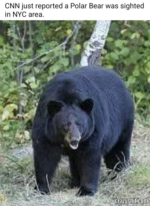 A wild Bear Has Appeared