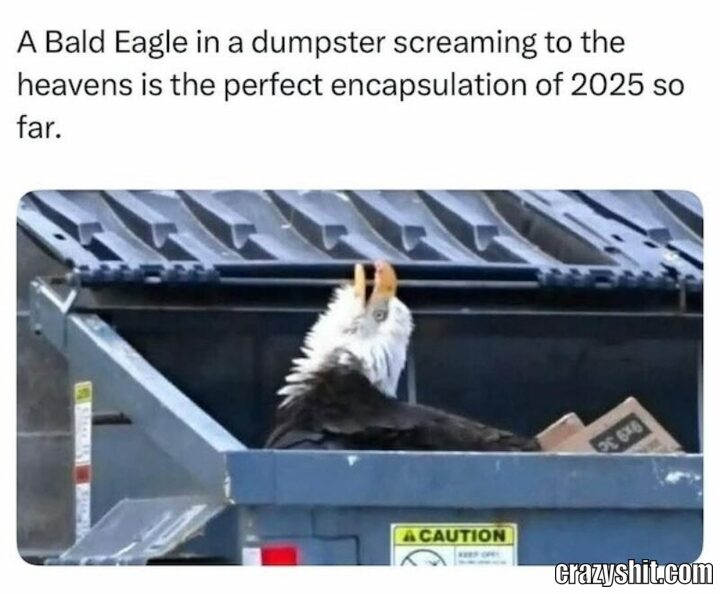 a bald eagel