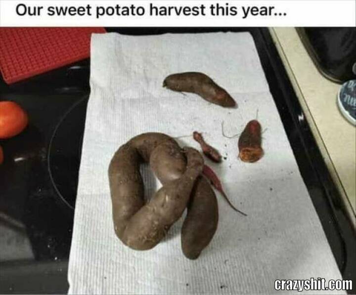 Sweet Shit Potato
