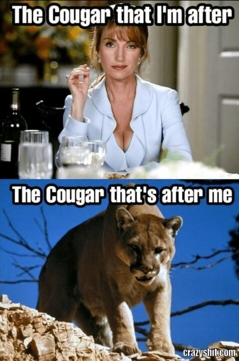 the cougar