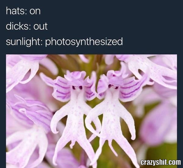 Photosynthesis And Chill