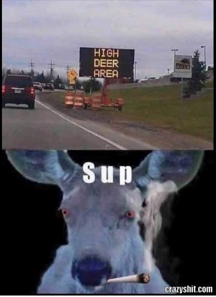 Beware Of The Deer