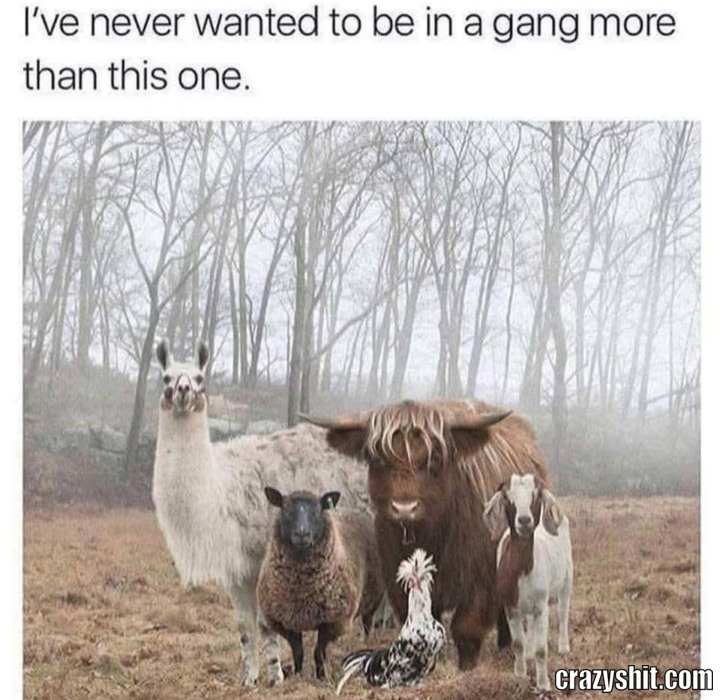 Join The Gang