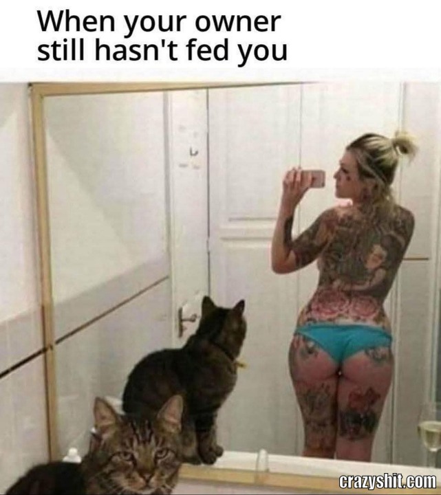 Bitch Where Is My Food